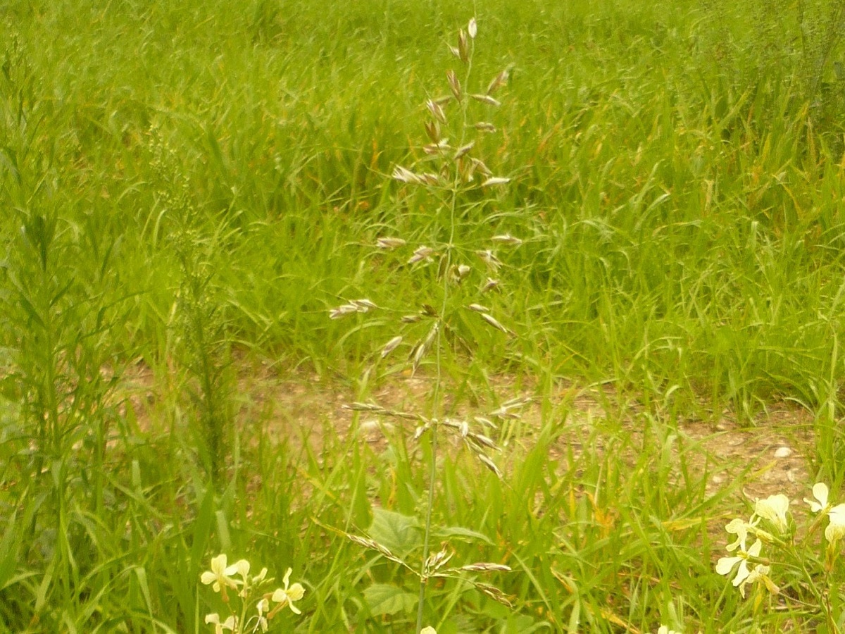 Arrhenatherum elatius subsp. bulbosum (Poaceae)